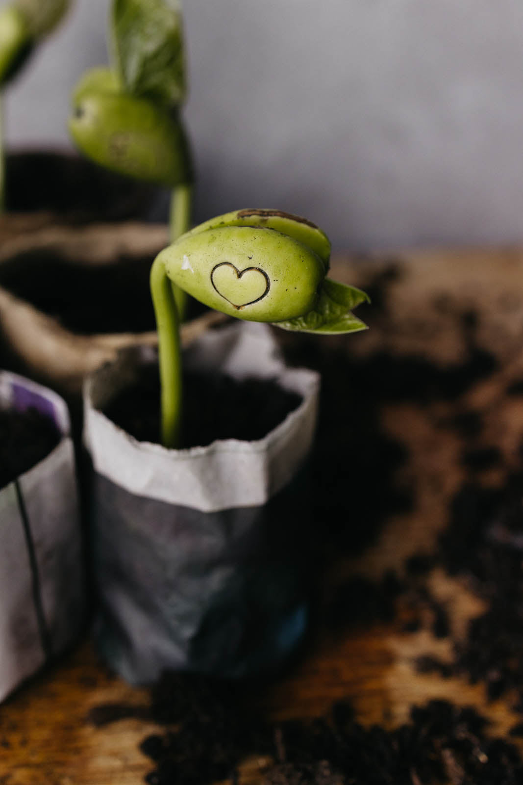 Bundeltje Kracht Wensbonen