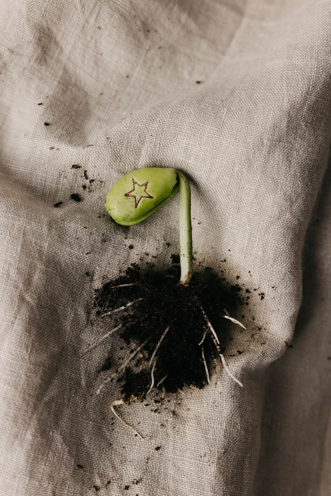 Bundeltje Magie Wensbonen