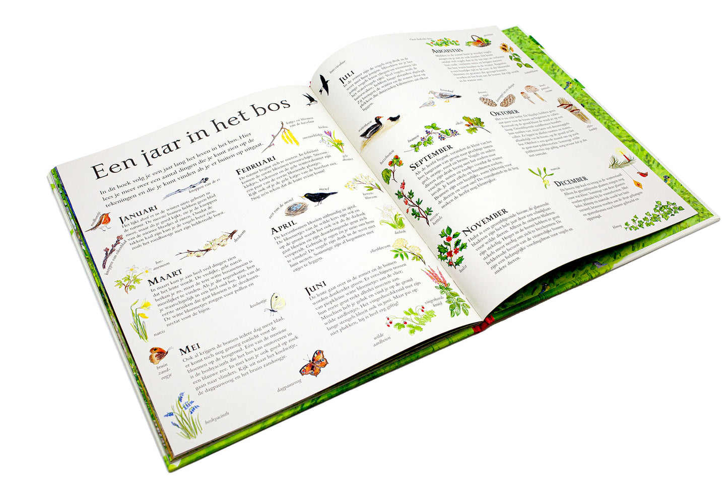 Het bos van muis | Alice Melvin